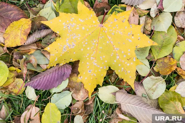 На опавших листьях размножаются грибки, сказала Анастасия Браун