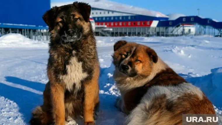 Щенкам на базе морозы  не страшны