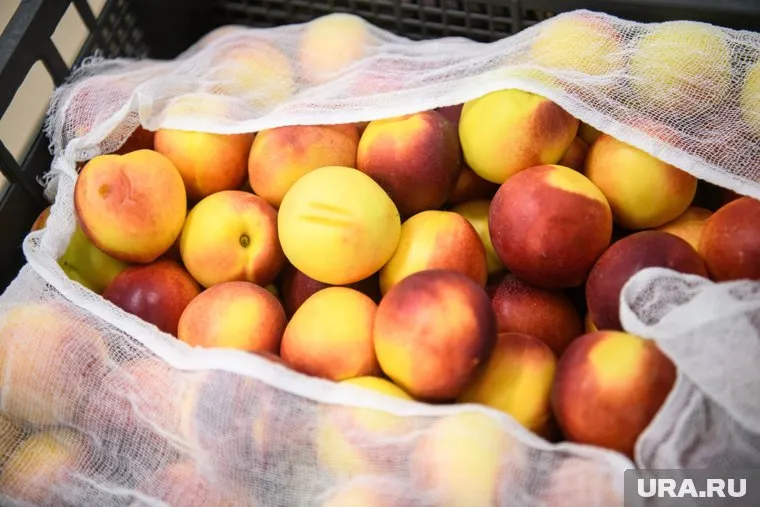 Россия увеличила импорт персиков из Китая