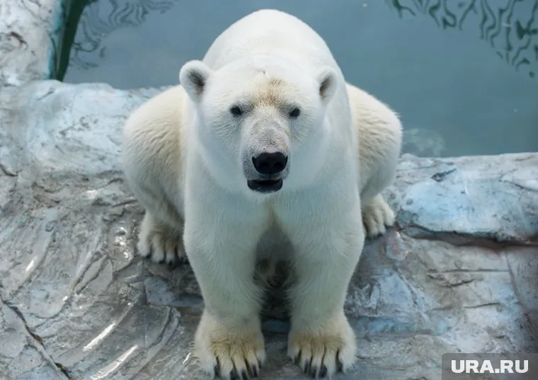 Полиция возбудила уголовное дело из-за убийства белого медведя на Ямале