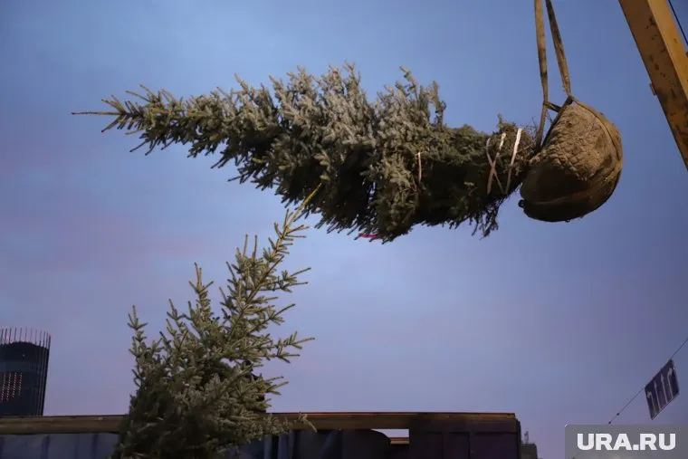 В нескольких точках Екатеринбура посадили голубые ели
