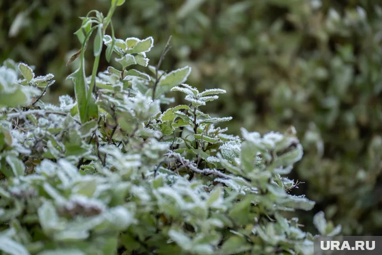Похолодание ожидает курганцев и шадринцев