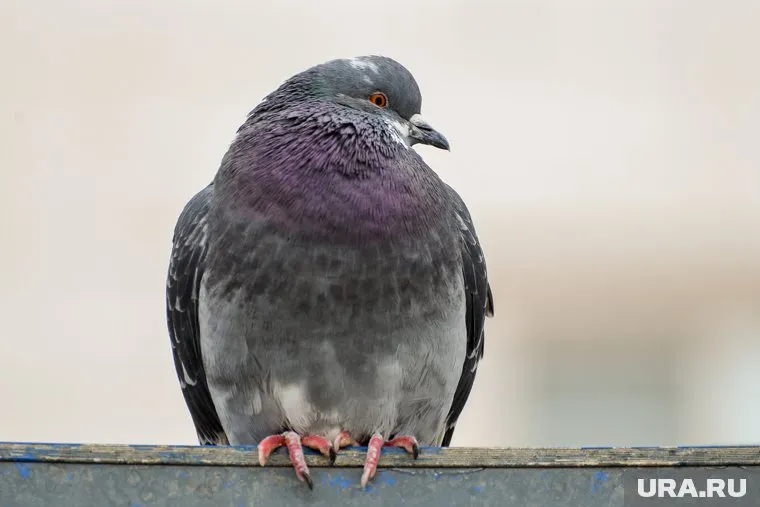 Самолет отстранен от полетов, проводится дополнительная оценка его технического состояния