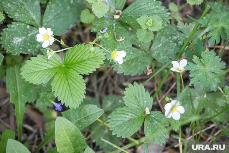 Цветущие кустики земляники заметили в Сосновском районе (архивное фото) 