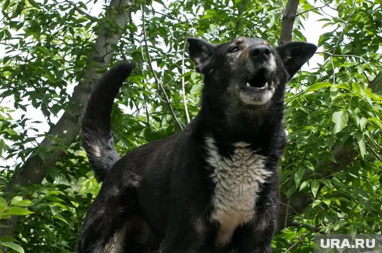 Бездомные собаки напали на подростка в Нижневартовске (ХМАО)