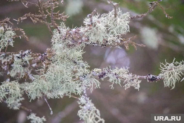 Власти ХМАО пригласили ученых изучать северный мох