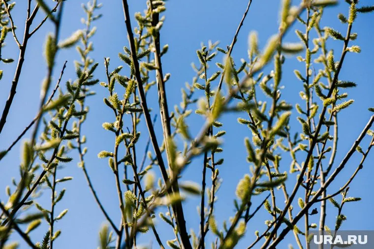 В Курган на пять дней придет теплая погода