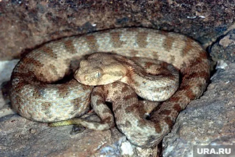 Гюрза - змея, которая может нападать без предупреждения