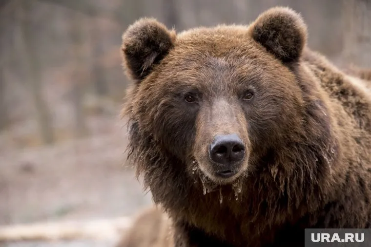 Голодные медведи, проснувшись, пошли к людям