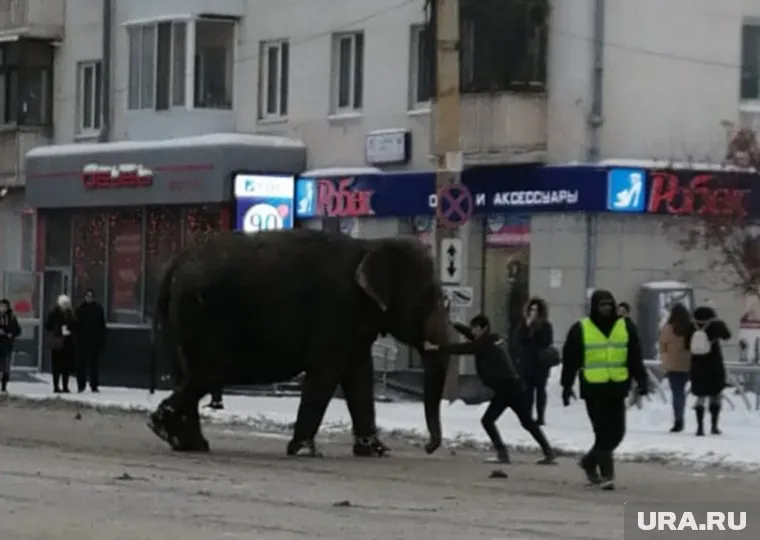 Животное заинтересовалось горой снега на улице