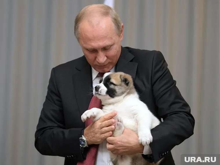 В 2017 году перед началом саммита глав СНГ в Сочи Владимиру Путину подарили алабая по кличке Верный