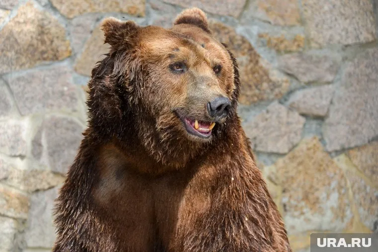Медведи в ЯНАО: почему животные теряют страх перед людьми