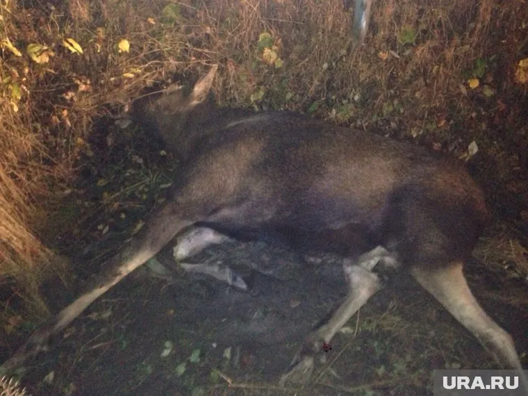 В Нефтеюганском районе водитель скрылся с места ДТП