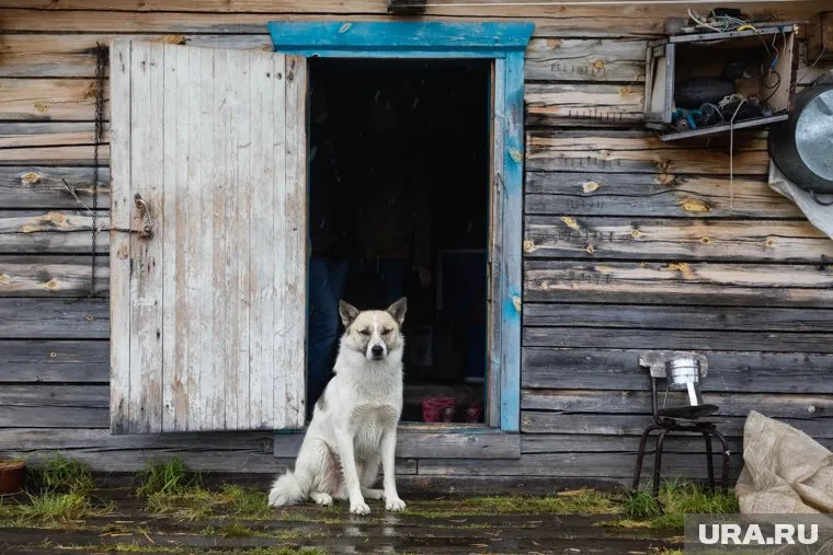 Губернатор Югры Наталья Комарова считает, что у каждого брошенного животного должен быть владелец