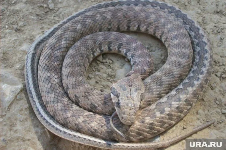 Желтый полоз громко шипит, пытаясь напугать противника