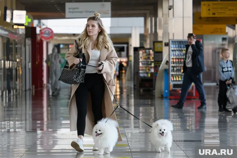 Россия вошла в число 113 стран, из которых запрещено ввозить собак в США