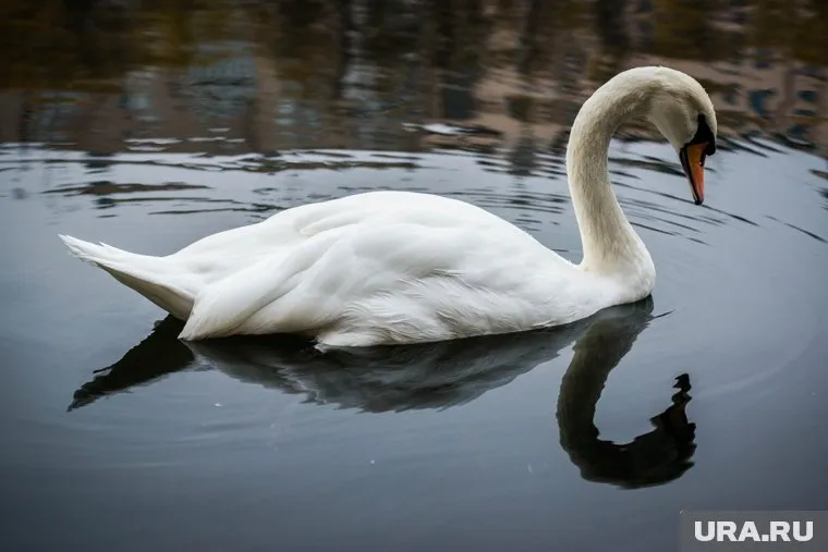 Домик для лебедей будет стоить как квартира для людей