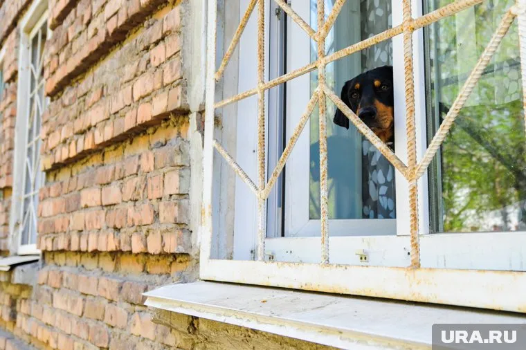 Тюменка бросила таксу в ветеринарной клинике после того, как услышала стоимость услуг