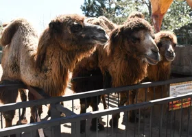 В архивах нашли фото верблюдов, которые доставляли товары в Курган