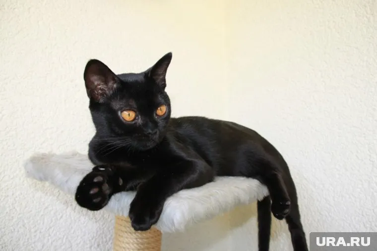 Мурлыканье кошек нормализовать артериальное давление, заявил Мясников