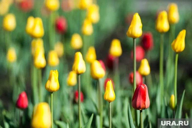 Площади фермы позволяют высадить 240 тысяч тюльпанов