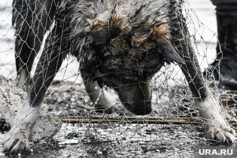 Зоозащитники связывают распространение чумы в регионах с деятельностью свердловского подрядчика 