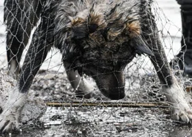 Свердловские зоозащитники нашли причину вспышки чумы в тюменском приюте для животных