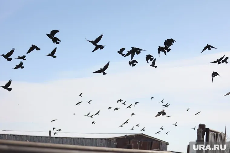 В двух курганских деревнях нашли бесхозные скотомогильники