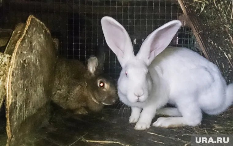 Будущая подруга Льва Валентиновича абсолютно белая (архивное фото)