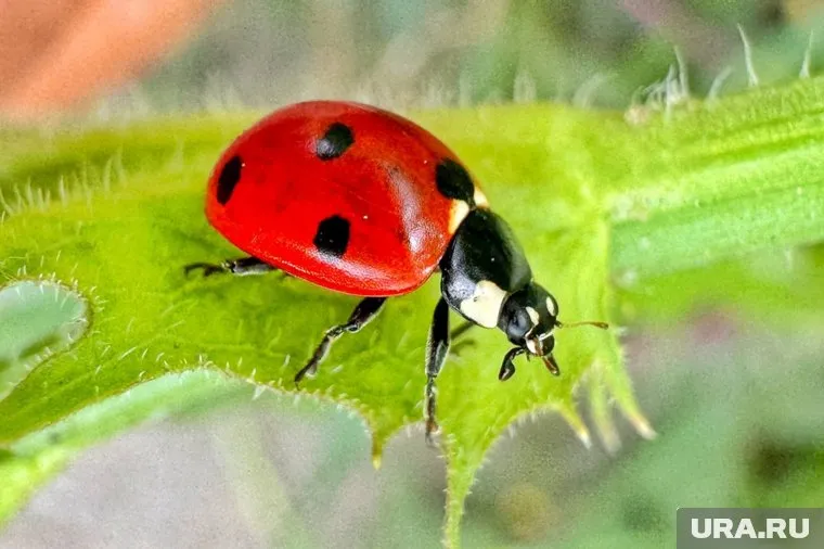 Обычно божьи коровки просыпаются весной, когда температура стабильно выше нуля