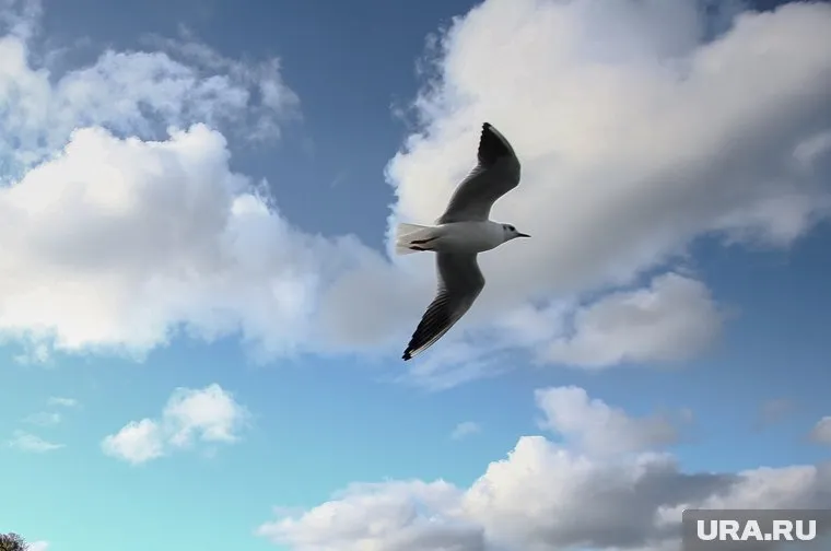 Чайка стало причиной судебной тяжбы авиакомпании и аэропорта в ХМАО