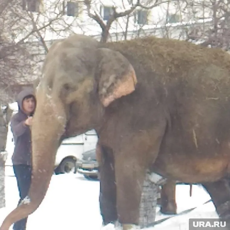 Самые большие в мире животные гуляли по улицам