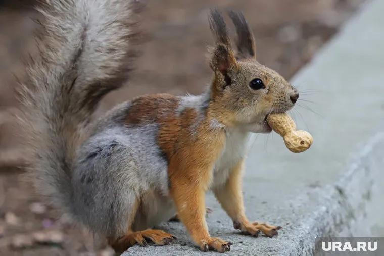 Корм для белок в парке стоит 50 рублей