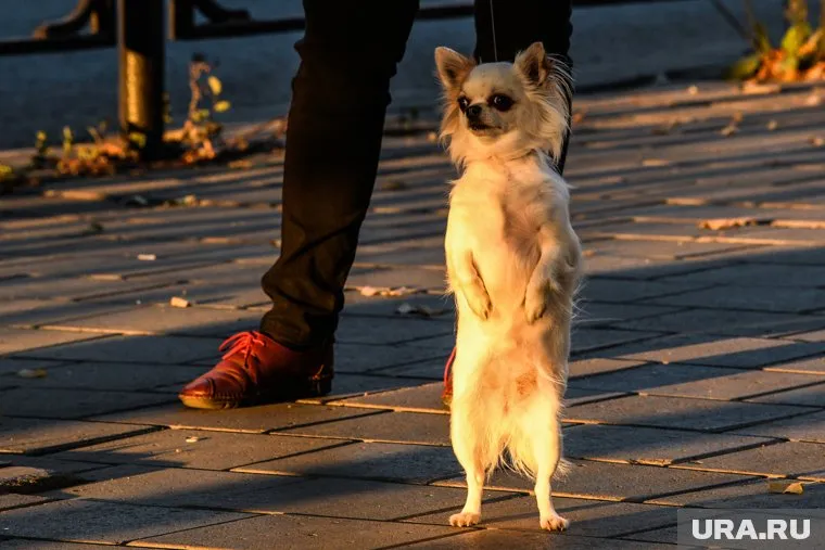 Жителю Ишима не понравилось, что собака была без намордника