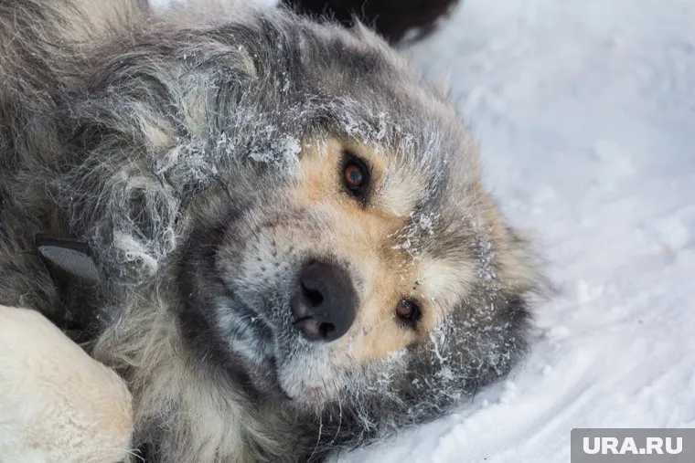 В Югре сильные морозы