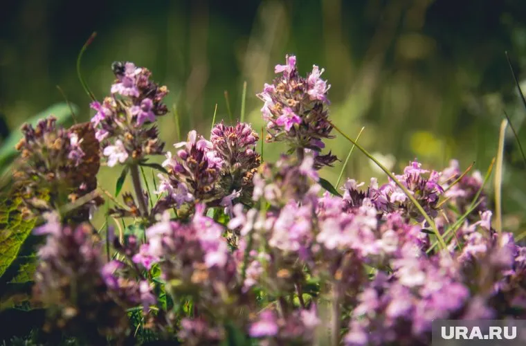 Власти в Тобольском районе готовы выделить 16 тысяч гектаров свободной земли для выращивания иван-чая