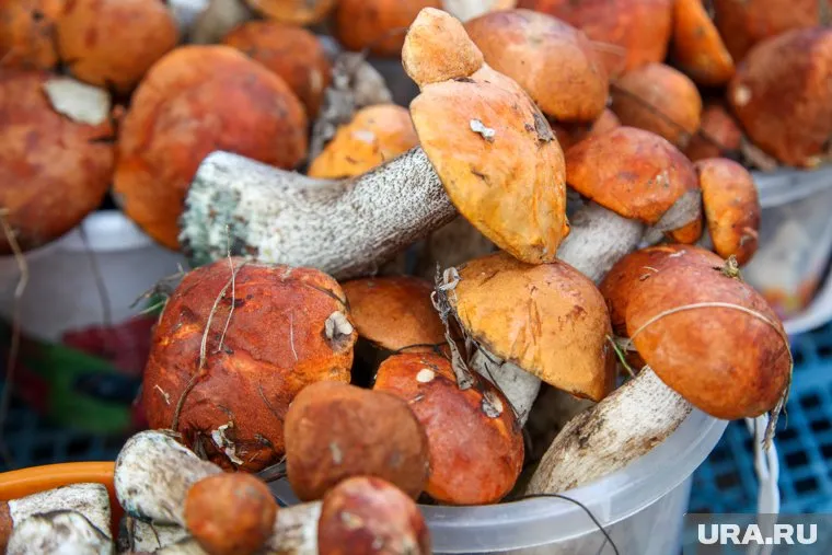 Фотографии урожая пермячка выложила в соцсети