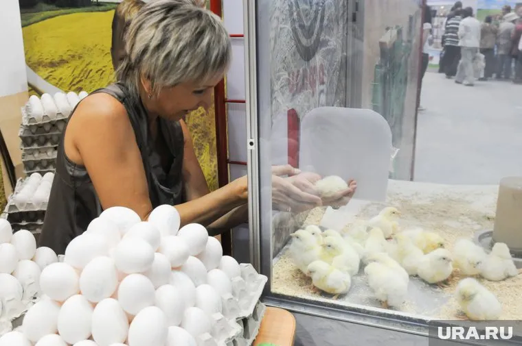 Количество яиц в регионе снизилось на 7,5%