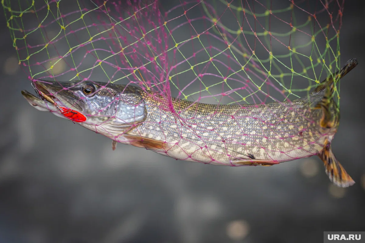 В Челябинской области рыбак поймал большую щуку