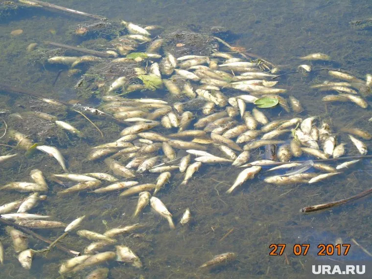 Так выглядит берег Черноисточинского пруда