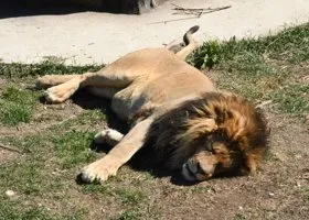 «Лев не хотел нападать»: в парке «Тайган» раскрыли детали ЧП с директором