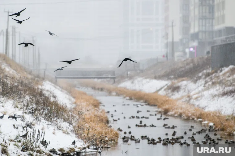 Акция по перечету уток происходит на Урале ежегодно