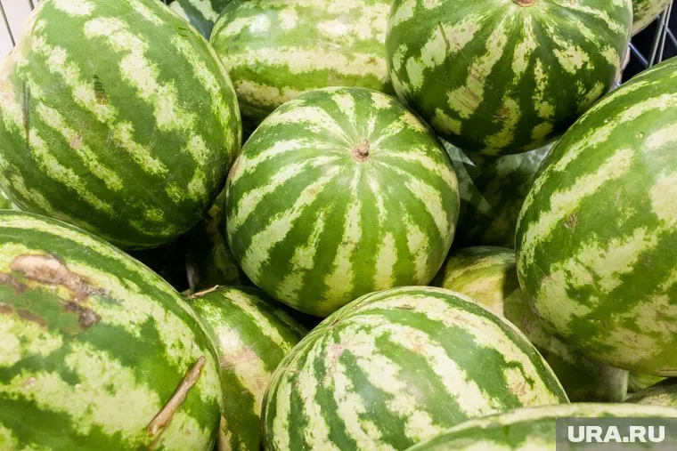 Казахстанские арбузы из Кургана вернутся на Родину (архивное фото)