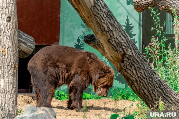 История болезни зверя началась около 10 лет назад