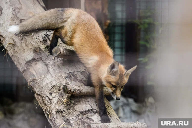 В челябинских садах спасают лисицу, чью семью растерзали
