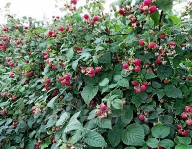 Челябинские садоводы обеспечат продовольственную безопасность РФ высоким урожаем