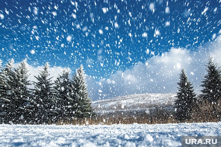 Какие есть версии пропажи семьи Усольцевых: от нападения медведя до встречи с сатанистами