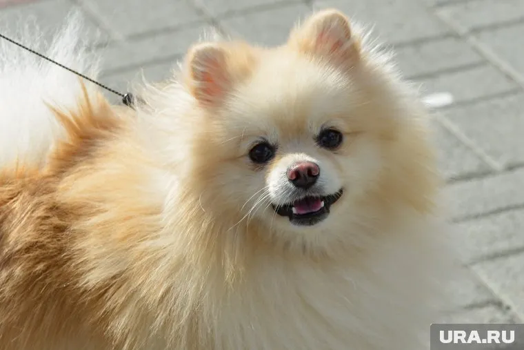 Авиакомпания выплатит 212 тысяч рублей пассажирке, которую ввели в заблуждение