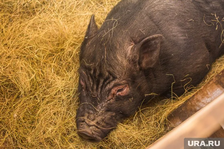 За считанные часы после объявления африканской чумы свиней в Тюменской области зараза добралась до Югры, Ямала и Зауралья