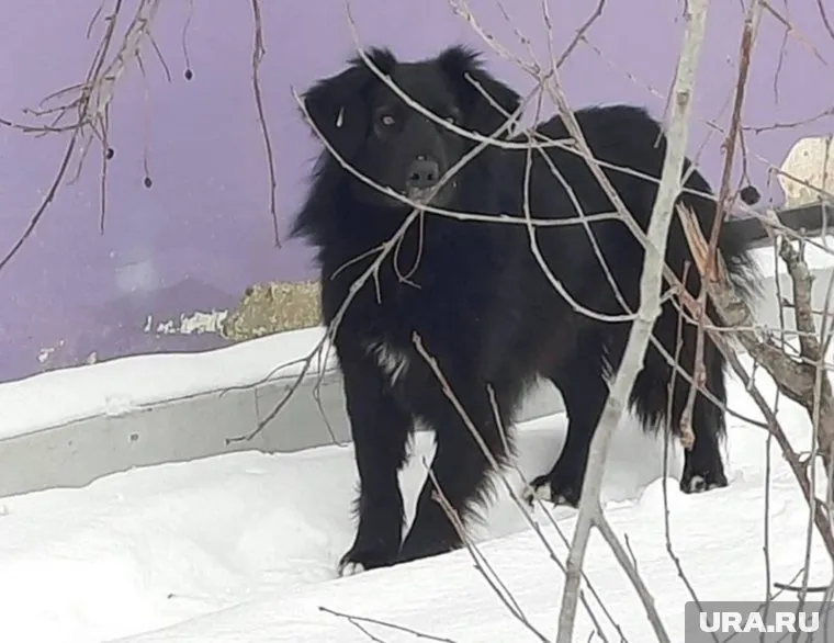 Эта собака, по словам очевидцев, покусала школьницу